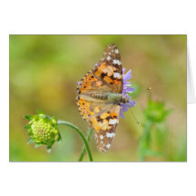Painted Lady Butterfly Card