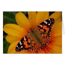 Painted Lady Butterfly Greeting Cards
