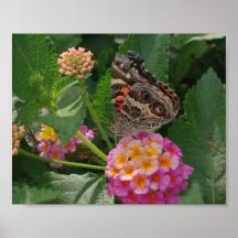 PAINTED LADY BUTTERFLY ON LANTANA FLOWERS POSTER