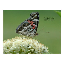 Painted Lady Butterfly Postcards