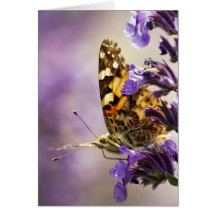 Painted Lady Card
