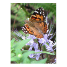 Painted Lady Postcard