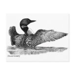 Painted Loon Postcards