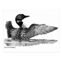 Painted Loon Postcards