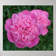 painted peony posters