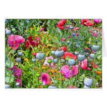 Painted Poppies II Cards