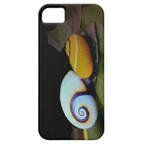Painted snails casemate cases