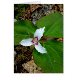 Painted Trillium Cards