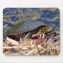 Painted Turtle (Chrysemys picta) 3 mousepads