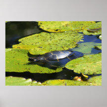 Painted Turtle Water Lily Posters