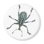 Painted Weevil Refrigerator Magnet