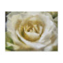 Painted White Rose Postcard