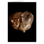 Pair of bengal kittens card