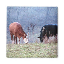 Pair Of Brown And Black Cow Eating Grass In A Wide Refrigerator Magnets