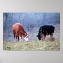 Pair Of Brown And Black Cow Eating Grass In A Wide Posters