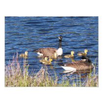Pair of Canadian Geese with Goslings Photopriint