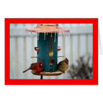 Pair of Cardinals at Icy BirdFeeder