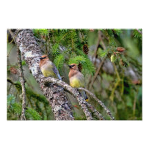 Pair of Cedar Waxwings Photo Art