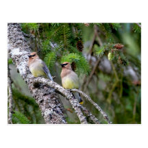 Pair of Cedar Waxwings Post Card
