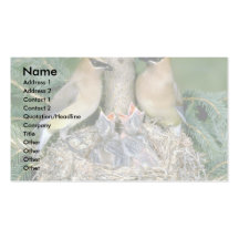 Pair of Cedar Waxwings with young Business Card Template