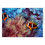 Pair of Clown in Exotic Anemonie cards