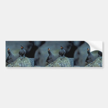 Pair of crested auklets on Kiska Island Bumper Sticker