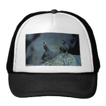 Pair of crested auklets on Kiska Island Trucker Hat