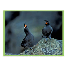 Pair of crested auklets on Kiska Island Post Card
