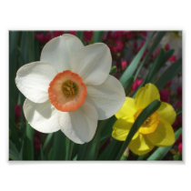 Pair of Daffodils Photo Print