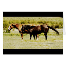 Pair of Horses Greeting Cards