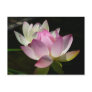 Pair of Lotus Flowers Postcard