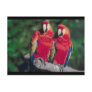 Pair of Red Macaws Postcards