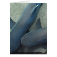 Pair of Sharks Greeting Card