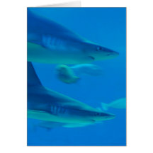 Pair of Sharks  Note Cards