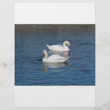 Pair of Swans Full Color Flyer