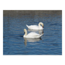 Pair of Swans Invites