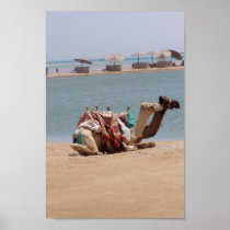 Pair Of Traditional Camels Sitting At The Beach. Print