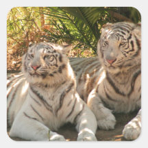 Pair of White Tigers  Stickers