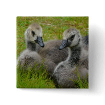 Pair of Young Geese