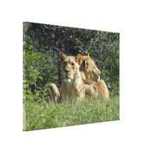 Paires de lions toile tendue sur châssis