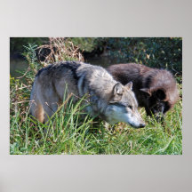 Paires de loup posters