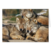 paires de loups gris carte
