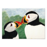 pairof puffins photo