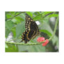 Palamedes Swallowtail Postcard