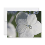 Pale blue flower with rain drop