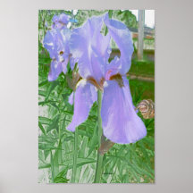 pale colour Iris Poster