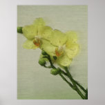 Pale Orchid Print