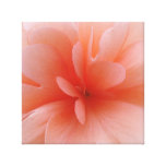 Pale Pink Begonia Wrapped Canvas canvas prints