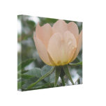 Pale Pink Flower On Canvas Gallery Wrap Canvas