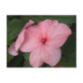 Pale Pink Impatiens Flower Postcard